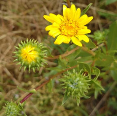 Pacific Gum Plant Grindelia stricta. Bushy, highly branched subshrub with erect habit, over 1 m tall, grows in high tidal marsh zone. Fleshy deep green leaves, semi-evergreen. Gummy resinous flower heads with recurved phyllaries which can be chewed like gum (not tasty). Bright yellow daisy like flowers in open panicles. Used as modern-day medicine for poison oak rashes.