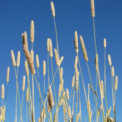 Harding Grass Phalaris aquatica. Common to roadsides and vacant lots. Erect waist high stout perennial bunch grass . Grayish to bluish green leaves. Compact panicle seed head on long stalks. Planted for forage and fire repair. Spreads by seed and rhizome. Imported earlier for pastures but has low nutritive value for livestock.