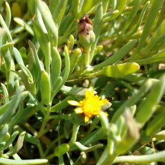 Jumea Jaumea carnosa. Found in low salt marsh, near pickleweed. Low perennial looks like a small Iceplant. Tolerates alkaline and saline soils and seasonal flooding. Succulent green opposite leaves on soft pinkish-green stems. Spreads by branching rhizomes. Small, fleshy yellow flowers. Boiled as a tea for fever; cooked and eaten as a vegetable.