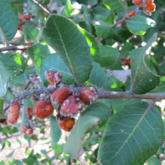 Lemonade Berry Rhus integrifolia. Shrub/small tree found on dry slopes in coastal chaparral communities. 30′ tall inland, 3′ tall and sprawling near ocean. Leaves simple, evergreen, leathery, 2-3″ long, 1-2″ wide, toothed and waxy above, paler below. Blooms Feb-May, blossoms sticky and clustered. Fruit dark red, sticky, tart . Uses: wildlife food and shelter, drought tolerant landscaping, stream bank stabilization. Sap may be allergenic.
