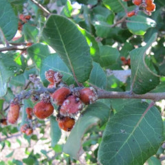 Lemonade Berry Rhus integrifolia. Shrub/small tree found on dry slopes in coastal chaparral communities. 30′ tall inland, 3′ tall and sprawling near ocean. Leaves simple, evergreen, leathery, 2-3″ long, 1-2″ wide, toothed and waxy above, paler below. Blooms Feb-May, blossoms sticky and clustered. Fruit dark red, sticky, tart . Uses: wildlife food and shelter, drought tolerant landscaping, stream bank stabilization. Sap may be allergenic.