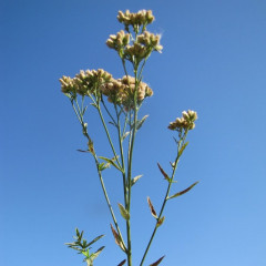 Marsh Baccharis Baccharis glutinosa (douglasii). In high brackish marsh zone. Clonal colonies of erect, semi-woody herb 3-6′ tall with herbaceous shoots and few branches. Lance-shaped leaves up to 1′ long with short winged petioles. Small, white flowerheads in flat-topped clusters in summer, fall. Foliage and inflorescences resinous and sticky. Dioecious: males whitish staminate flowers, females fluffy whitish pistillate flowers.