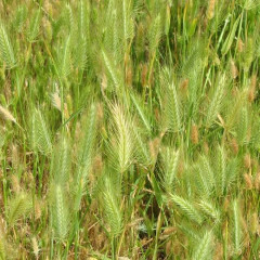 Meadow Barley Hordeum brachyantherum. Perennial in mixed vegetation valley grasslands. Ssp. brachyantherum is upright, while closest relative, California barley ssp. californicum, is shorter, more spreading. Growth habit open tuft with erect to slightly spreading, smooth stalks (culms) 1-3′ tall. Flower head a narrow, flattened spike, 2-4″ long, purplish in color, with bristle-like awns and a brittle central axis that breaks off in pieces from top down at maturity.