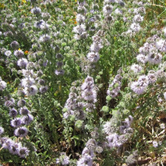 Pennyroyal Mentha pulegium. Low growing rhizomatous perennial to 1.5′ tall, escaped from cultivation. Square stems covered with short, white hairs. Opposite and paired gray-green leaves emit strong spearmint fragrance when crushed. Pink-purple flower heads in whorls of many flowers on cylindrical spike up to 6″ long, with floral leaves underneath and bare stem between clusters. Prolific in flooded areas because it can germinate and survive under shallow water where most other plants die. Pennyroyal is a traditional folk remedy and culinary herb. Pennyroyal is frequently used as insecticide and pest repellent. Pennyroyal oil can be extremely toxic to both humans and animals, even in small quantities.