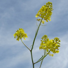 Black Mustard Brassica nigra. Winter annual crop from Europe now naturalized. Can be confused with other mustards and radish. Flowers have 4 sepals and 4 clawed, lemon yellow petals, with six stamens, 4 long and 2 short as is characteristic of mustards, and curling anthers. Grows profusely and produces allelopathic chemicals that prevent germination of native plants.