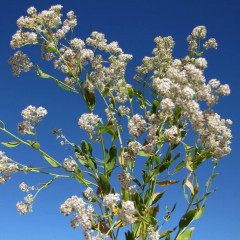 Perennial Pepperweed Lepidium latifolium. Clonal perennial forb abundant in middle and high tidal brackish marsh zones and sub-saline seasonal wetlands. Numerous erect, semi-woody stems 2- 4′ tall originate from large, interconnected roots. Rosette leaves at first, then grows stems with lance shaped leaves getting smaller up stem. Small white flowers in dense clusters at tip of each stem. Becomes monoculture, outcompetes natives.