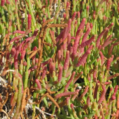 Pickleweed Salicornia pacifica. Perennial halophylic (salt loving) herb in salt marshes and alkali flats. Compressed leaves attached end to end. Small white flowers. Salt is accumulated in leaf tips, turn green to red and die off. Food for birds and mammals, esp. Salt Marsh Harvest Mouse. Green leaves can be used in salads, steamed or pickled.