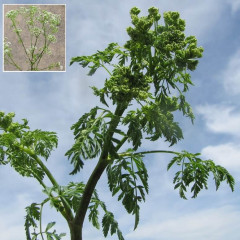 Poison Hemlock Conium maculatum. Ornamental biennial from Europe starts as ground-level rosette. then grows tall stems 3-10′ tall. Leaves have fern-like appearance, finely divided. Ribbed, hollow stem has purplish streaks or splotches. Small, white flowers grow in many umbrella-shaped clusters, each supported by a stalk. When crushed, they have a rank odor. Toxic: alkaloids depress central nervous system and can be fatal if consumed.