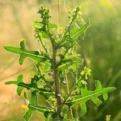 Prickly Lettuce Lactuca serriola. Common winter annual or biennial that starts as basal rosette. Erect spineless reddish stem containing milky latex up to 6′ tall. Lower portions of stems may have bristly hairs. Waxy grey-green alternate leaves get progressively smaller as they reach its top and are egg shaped, deeply lobed or unlobed, with prickly edges, a row of prickly bristles on the lower midvein and undersides have whitish veins. Stems branch at the flower head containing small pale-yellow dandelion like flowers from April through October.