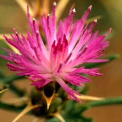 Purple Star-Thistle, Iberian Star-Thistle Centaurea calcitrapa, Centaurea iberica. Annual to perennial, mounding growth habit, 30 cm – 1 m tall. Plants form rosettes first growing season, the leaves deeply pinnately lobed and gray-hairy with light-colored midribs; older rosettes have a circle of spines in the center. Mature plants densely and rigidly branched, and have numerous spiny purple flowers surrounded by long, stout, sharp-pointed spines. Purple starthistle is like Iberian starthistle, which is also found in California, but differ in seed shape and bristles under flower head.