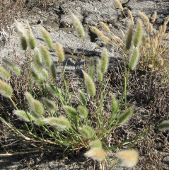 Rabbit Foot Grass, Annual Beard Grass Polypogon monspeliensis. Clumping annual occurring in high brackish tidal marsh near pickleweed. Yellowish green leaves rolled in the bud, slender, flat, hairless. Pale green to light brown flower heads and seed heads have soft fur appearance. Sometimes planted as ornamental.