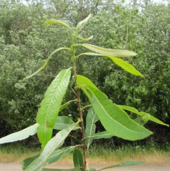 Red Willow Salix laevigata. Common riparian deciduous shrub/tree in or near creek. Can grow up to 50′ tall and wide within 10 years. Called red willow because newly emerging leaves are red and twigs are yellow to reddish. Leaves 3-4″ long, lanceolate, shiny green above, dull whitish green below. Yellow flowers in drooping catkins produce tufts of cottony, wind-blown seeds. Cuttings used in habitat restoration.