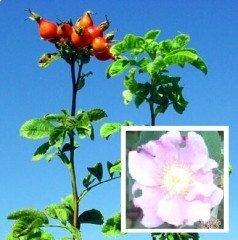 Wild Rose Rosa californica. Native roses sometimes form thickets or 3-8’ high shrubs. Grey-brown stems, thorns like prickly Velcro. Compound leaves, 2-3 paired leaflets, green above, paler below. Clusters of 1-2” pink flowers at end of stem, bloom May-Nov. Fragrant and edible fruits called hips, provide more vitamin C, calcium, phosphorus and iron than oranges. Become sweet after frost. Used for tea.