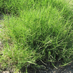 Salt Grass Distichlis spicata. Perennial, forms dense clonal mats with rhizomes and stolons, 1-3′ tall, looks like Bermudagrass. Inhabits upper high marsh that is irregularly flooded. Tolerates alkaline and saline soils. Salt glands in leaves excrete salt crystals. Dioecious (male and female separate plants). Nesting for birds and food for birds, butterfly larvae, voles.