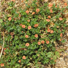 Scarlet Pimpernel Lysimachia arvensis. A low growing annual with creeping habit. Bright green soft oval leaves directly attached to opposite sides of stems. Five petal salmon colored or sometimes blue colored radially symmetric flowers are produced singly in leaf axils. A poisonous weed from Europe found along roadsides and disturbed areas. When eaten by animals and humans causes gastroenteritis and fatality.