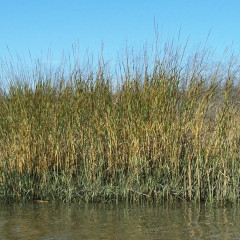 Salt-Water Cord Grass Spartina alterniflora. Forms dense clonal stands in intertidal wetlands. Single 3-5′ maroon stems. Leaf blade 8-20″ long, base 0.25-1″ wide, flat when fresh. Narrow spike inflorescence, larger and produces more pollen than native. Hybridizes with native creating taller, more vigorous stands not suitable for shorebird habitat. SF Estuary Invasive Spartina Project monitors and sprays imazethapyr herbicide yearly.