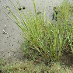 California Cord Grass Spartina foliosa. In marsh edges, tidally submerged, in narrow bands. Perennial from short rhizomes. Single 30-120 cm tall white green stems. Leaf blades 618″ long, base 0.25-1″ wide, flat when fresh. Narrow spike inflorescence 5-10″ long. Gas transporting tubes for oxygen transport. Threatened by invasive Common Cord Grass. Hybrids with invader are even more vigorous than either parent.
