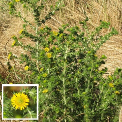 Spikeweed, Common Tarweed Hemizonia pungens. Annual up to 6′ tall, starts as rosette, stems branch rigidly ascending, tap-rooted. Yellow green leaves, upper leaves alternate, awl like, spine tipped, clusters of leaves in axils, +/- strong tarweed scent. Yellow ray and disc flowers in summer, chaffy bracts, spine tipped. Desirable part of ecosystem as food source, but weedy in pastures and NW State agriculture