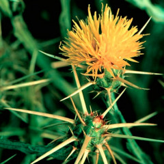 Yellow Star Thistle Centaurea solstitialis. Gray-green to blue-green annual plant, 15 cm–1 m tall with a deep, vigorous taproot. Bright yellow thistle like flowers with sharp spines surrounding the base can produce 10,000 seeds per plant. Stems rigid, spreading, and typically branching from the base, covered with a loose, cottony wool giving whitish appearance and appear winged - leaf bases extend beyond the nodes. Basal leaves 2-3″ long and deeply lobed while upper leaves short (0.5-1″ long) and narrow with few lobes. Impacts native plant diversity, altering water cycles, and poisoning livestock . Biological control with Mediterranean insects used with minor success