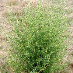 Stinkwort Dittrichia graveolens. Erect, fall-flowering annual, up to 2′ tall. Small linear to linear-oblanceolate leaves on stem have sticky glandular hairs covered in resin which emit strong aromatic odor that resembles smell of tarweeds. Small flowerheads with yellow to reddish disk flowers centers and short yellow ray flowers outer edge. Mediterranean native spreading rapidly throughout the world. Not palatable to animals, poisonous to livestock, and causes contact allergic dermatitis in humans