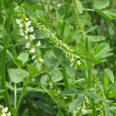 White Sweetclover Melilotus alba. Cultivated forage plant for bees, livestock and wildlife, escaped . Annual or biennial legume that can reach anywhere from 3-6′ tall. Taproot with lateral roots having N fixing nodules like other legumes. Round light green stems slightly terete (furrowed on all sides), glabrous (smooth), and often branched. The 0.5-1″ long alternate trifoliate leaves are sparsely distributed on stem . Narrow racemes of white flowers about 0.25-1″ long have tendency to hang downward from the central stalk of the raceme. Invasions can alter plant communities by changing the pollination and reproductive success of native plants.