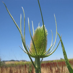 Teasel, Wild Teasel Dipsacus fullonum. Biennial ornamental imported from Europe, now invasive. First year rosettes develop taproot, then tall flowering stalk second year up to 6′ tall. Flowers packed in dense oval shaped spiny inflorescence at top of spiny stem. Common Teasel has pink or purple flowers, straight flower bracts, stem leaves slightly fused at base. Fullers Teasel has white flowers, curve down flower bracts, and stem leaves strongly fused at base.