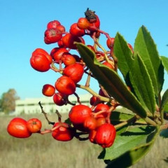 Toyon Heteromeles arbutifolia. Multi-stemmed evergreen shrub/small tree 6-8′ high, 4-5′ wide. Leaves sharply toothed, 4″ long, 1.5″ wide. Blooms in spring with dense clusters of small, white flowers petals, Butterfly-pollinated, mild Hawthorn scent. Copious red berries in fall-winter contain toxic, bitter-tasting cyanide compounds, but Native Americans ate them after mashing and cooking. Attractive to many fruit eating birds.