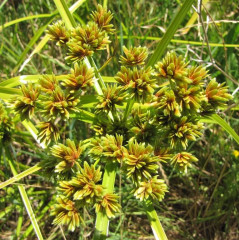 Umbrella Sedge, Tall Flatsedge Cyperus eragrostis. Herbaceous grass-like perennial sedge from rhizomes found in riparian areas, ditches, damp grasslands. Can make 30 x 30′ clump. Green, triangular, tall, erect stems, 3-30″ tall. Long, thin, pointed leaves radiate from top. Summertime flowers in tough, rounded, greenish-yellow or beige spikelets. Prefers wet soil, clay or gravel, tolerates seasonal flooding. Weedy in rice fields.