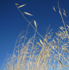 Wild Oat Avena fatua. Erect cool season annual grass with extensive fibrous root system. Stems round and hairless, over 3′ tall. Leaves flat, rolled in the bud, 2′ long. Tall membranous ligule with a rounded jagged top at collar region. Open branched nodding flower cluster of spikelets. Old variety of field oat planted earlier becoming weedy today.