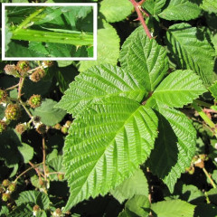 Himalayan Blackberry