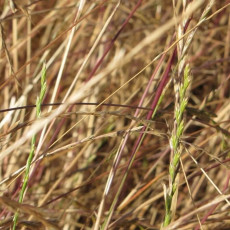 Italian Wild Rye, Rye Grass