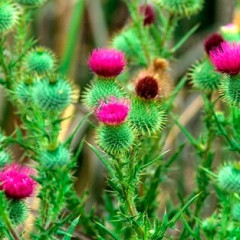 Bull Thistle