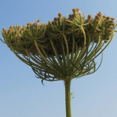 Queen Anne's Lace, Wild Carrot, Bird's Nest