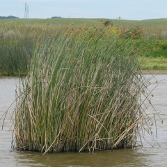 Common Tule/Bullrush, California Bullrush