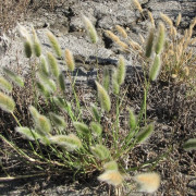 Rabbit Foot Grass, Annual Beard Grass