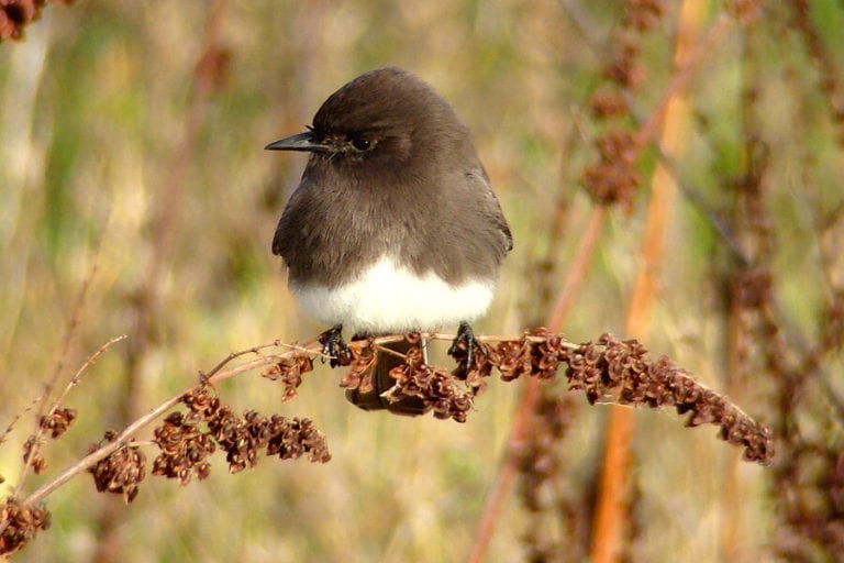 Home | Petaluma Wetlands Alliance