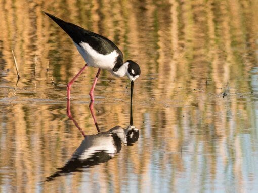 Wetlands | Petaluma Wetlands Alliance