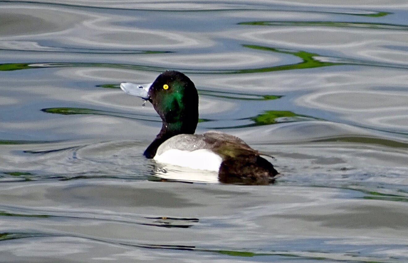 Greater Scaup Appearing In Shollenberger Pond Now