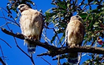 Red Shouldered Hawk Pair Seen Today