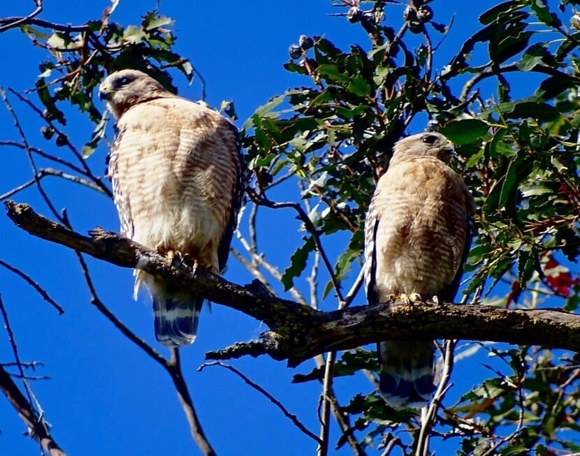 Red Shouldered Hawk Pair Seen Today