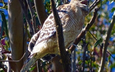 Red-Shouldered Hawk Pair Are Building a Home