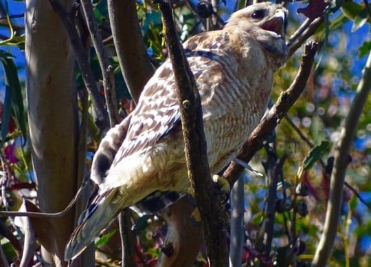 Red-Shouldered Hawk Pair Are Building a Home