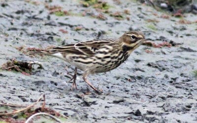 Red-throated Pipit at Shollenberger Park