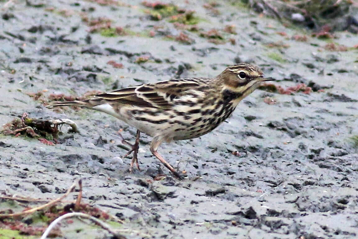 Red-throated Pipit at Shollenberger Park