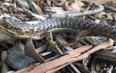 California alligator lizard