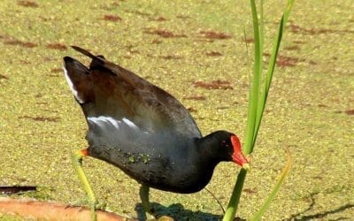 Common Gallinule