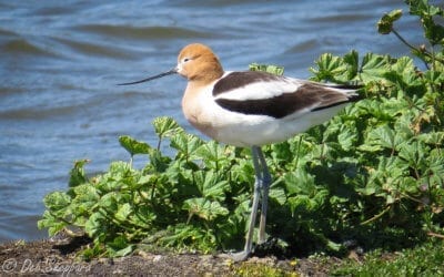 Recent Bird Photos by Deb Sheppard