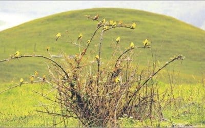 Bird Resources from Press Democrat