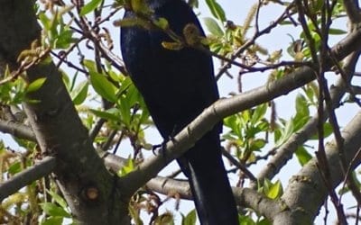 Great-tailed Grackle Nesting, Ellis Creek, 2017