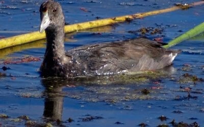 American Coot, Chapter 3 of Bob Dyer’s Blog